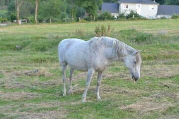 old white horse grazing in a meadow in the french Alsace
