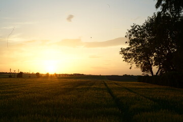 Feld im Sonnenuntergang