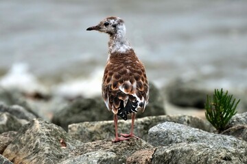 Junge Lachmöwe (Chroicocephalus ridibundus), fast selbständig.