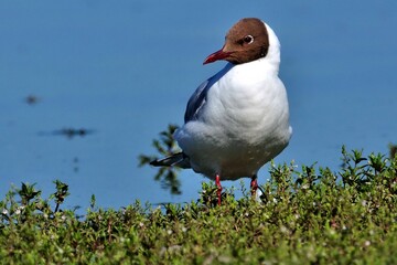 Lachmöwe (Chroicocephalus ridibundus) im Prachtkleid.