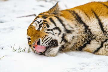 Tiger lying in the snow. Beautiful wild siberian tiger on snow