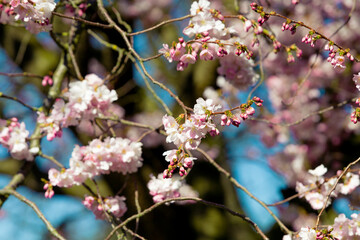 Beautiful cherry blossom sakura in spring. Almond pink flowers