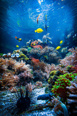 Underwater sea world. Colorful tropical fish. Life in the coral reef. Ecosystem.