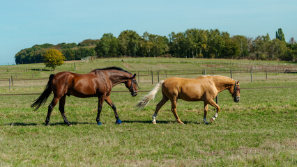 Naklejka na ściany i meble Horses at horse farm. Country summer landscape