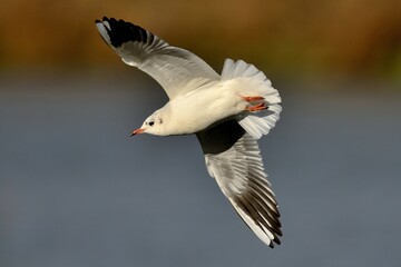 Lachmöwe (Chroicocephalus ridibundus) im Flug.