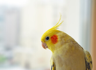 Beautiful yellow corella parrot.copy space.desktop wallpaper