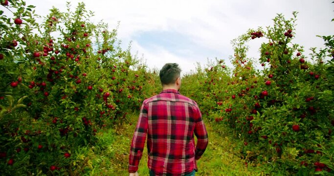 Apple garden, harvest in a large orchard, Harvest inspection in sunlight, at sunset. Agribusiness technology, The farmer walks in the middle of the apple orchard with fresh and ripe apples