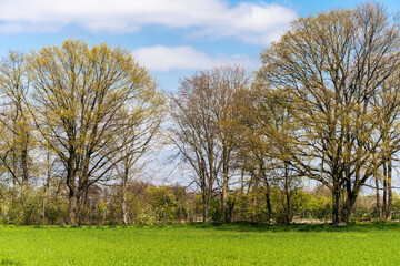 Green farmers field. Rural landscape