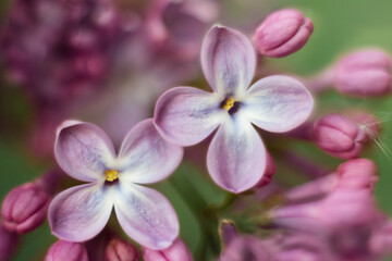 Two four-leafed lilac flower in close-up. Macro of spring violet flowers. Soft floral background