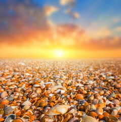 sea coast covered by empty marine shells at the sunset, sea natural background