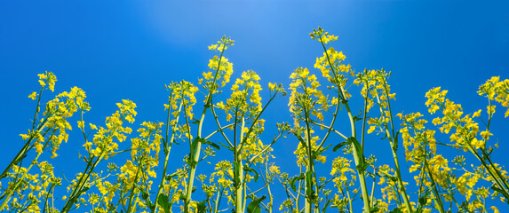 closeup yellow rape flowers on blue sky background