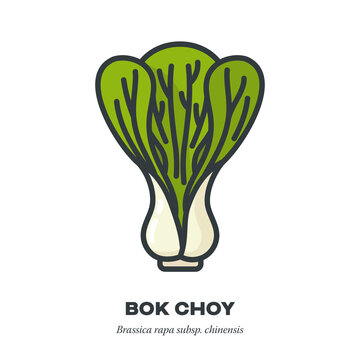 Bok Choy cabbage icon, filled outline style vector illustration