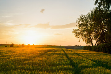 Feld im Sonnenuntergang