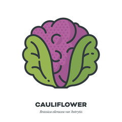 Purple cauliflower cabbage icon, filled outline style vector illustration