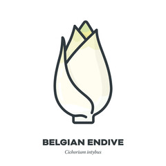 Belgian Endive vegetable icon, filled outline style vector illustration