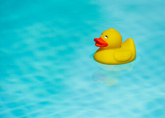 Yellow rubber duck in the pool