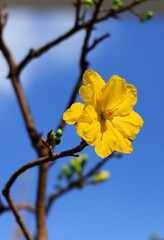 yellow apricot flower