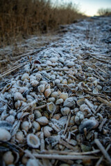 Muscheln im Schilf im Winter mit Reif bedeckt 