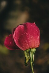 Obraz premium Red rose with water drops