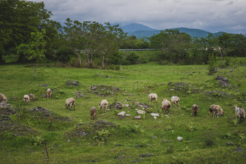Fototapeta premium Flock of sheep on a field eating green grass. 