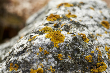 Stone covered by yellow lichen