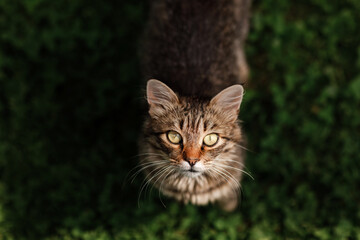 tabby cat on the move walking on green grass outdoors looking at camera curiously. Lovely and sweet striped little cat in the garden. Lovable and charming pet. Beautiful inquisitive curious cat.