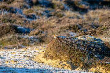 Ein Rotkehlchen sitzt auf einem Stein mit Reif bedeckt in der Sonne