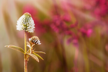 White flower in a field of flowers