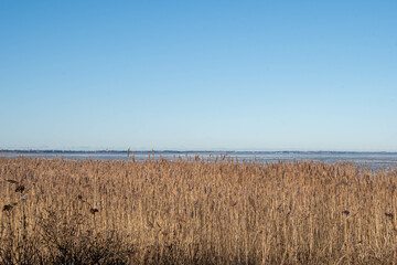 Schilfg&uuml;rtel und Eis auf dem Meer bei Ebbe am Morsum Kliff, Insel Sylt