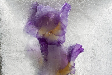 gladiolus flower, flowers in ice, frozen flowers, garden flowers