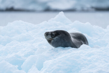 Leopard Seal on ice in Antarctica © David Katz