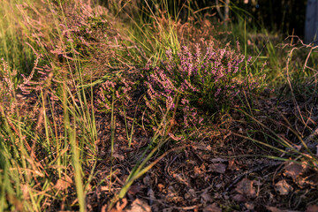 Eine Heidebusch im Emsland