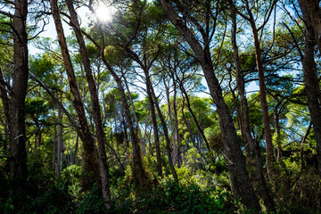 Obraz premium Pine Forest With Bright Sun At The Coast In Istria In Croatia