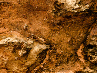Gecko on a clay wall. Lizard on stonny superface