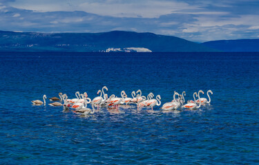 Flock Of Greater Flamingos (Phoenicopterus roseus) Taking A Travel Break In A Lagoon Of The Mediterranean Sea In Istria In Croatia