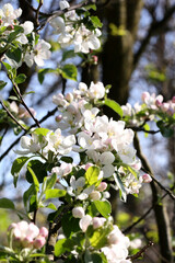 apple tree branch with spring flowers