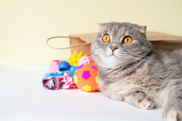 Delivery of goods for animals. The scottish fold cat accepts delivery from the courier.