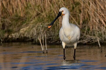 Ein Löffler (Platalea leucorodia) im seichten Süßwasser vor der Küste, im Vordergrund eine Knäkente.