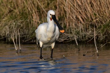 Ein Löffler (Platalea leucorodia) im seichten Süßwasser vor der Küste.