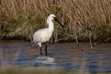 Ein Löffler (Platalea leucorodia) im seichten Süßwasser vor der Küste.