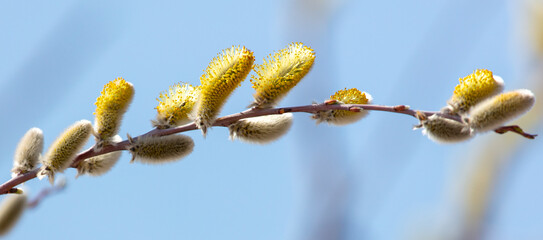 Swollen buds on pussy-willow branches in spring
