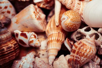 a lot of different empty sea shells, natural background, macro details