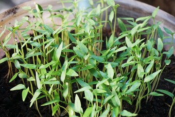 fresh green chili tree in nature garden