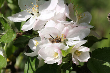 Fototapeta premium apple tree blooms in spring bee