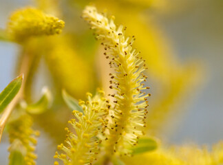 Flowers on the willow tree. Nature