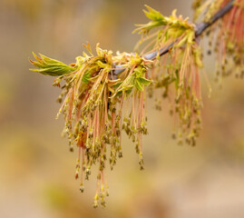 Flowers on a maple branch in spring.