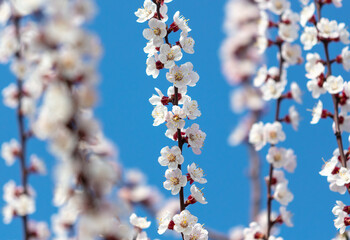 Flowers on the apricot tree against the background of the blue sky.