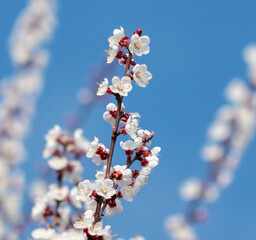 Flowers on the apricot tree against the background of the blue sky.
