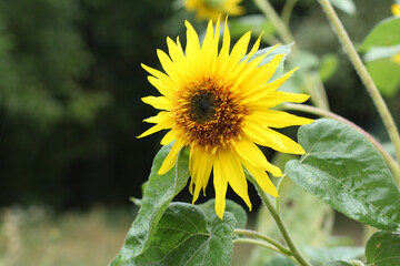 sunflower flower in the rain
