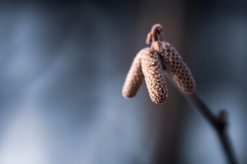 close up of catkin